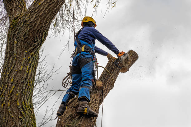 Tree Removal for Businesses in Finneytown, OH